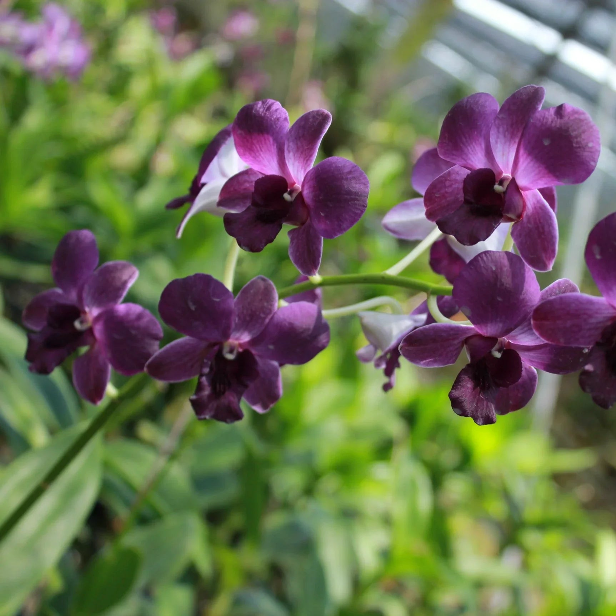 Dark Blue Dendrobium Flower Seeds for Planting Heirloom, Non-GMO, High Germination Organic Garden Seeds