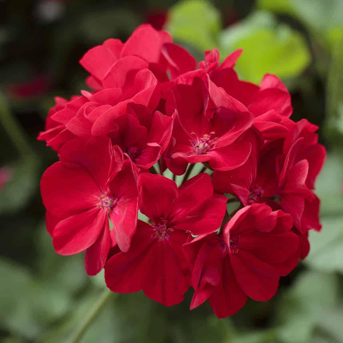 Geraniums Red Flower Seeds for Planting Heirloom Non-GMO, High Germination Organic Garden Seeds