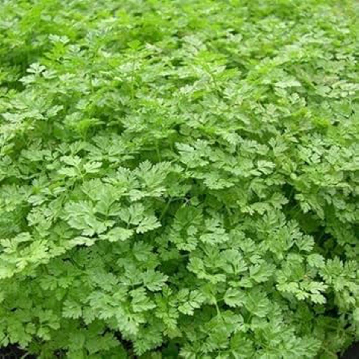 Green Chervil Vegetable Seeds for Planting Heirloom & Non-GMO Garden Seeds