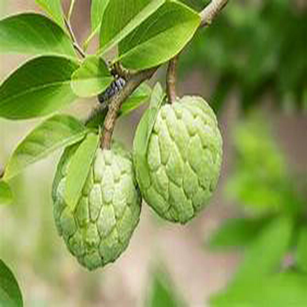 Green Custard Apple Fruit Seeds for Planting  Grow Your Own Sweet & Exotic Fruit