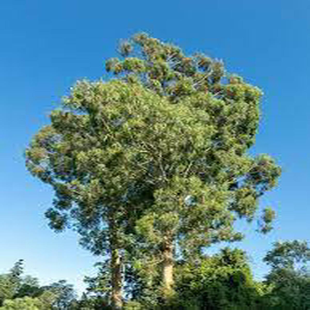 Green Eucalyptus Nitens Tree Herb Seeds for Planting  Heirloom, Non-GMO, Organic Garden Seeds with High Germination
