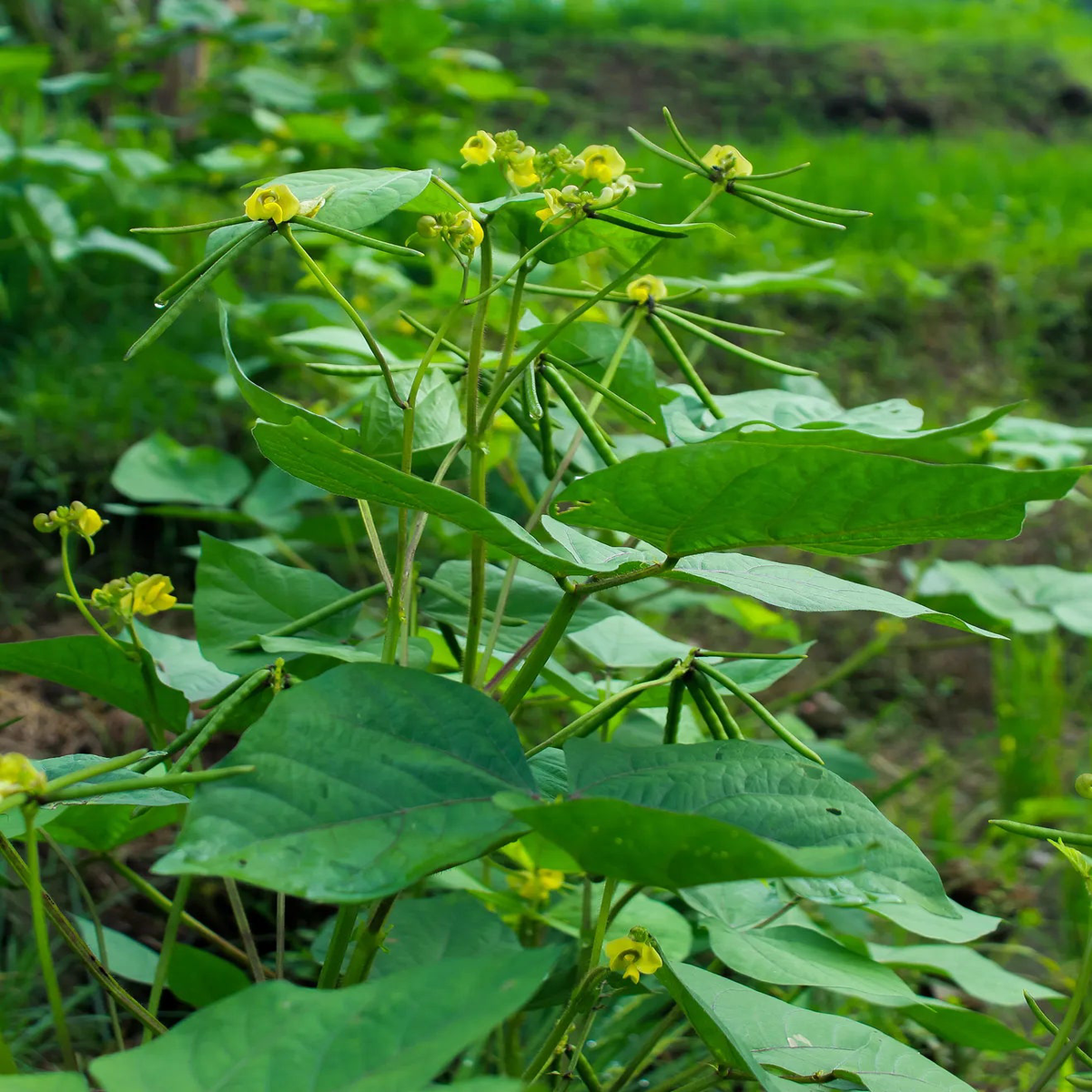 Green Mung Bean Vegetable Seeds for Planting Heirloom & Non-GMO Seeds for Protein-Rich Sprouts & Microgreens