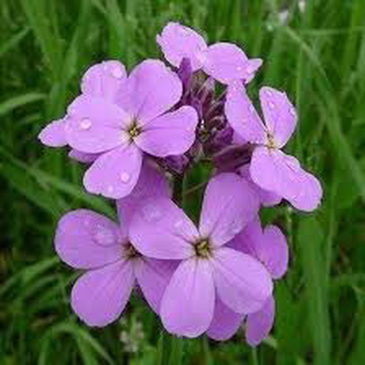 Hesperis Flower Seeds for Planting Colorful Display, Heirloom & Non-GMO Seeds