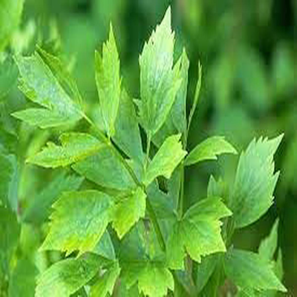 Lovage Herb Seeds for Planting  Heirloom, Non-GMO Seeds for Medicinal and Culinary Gardens