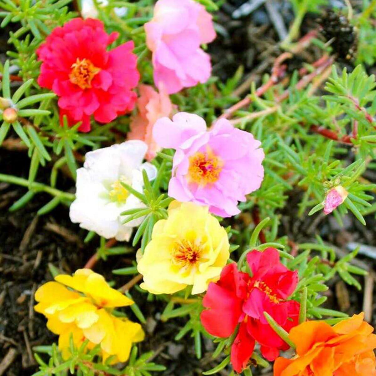 Moss Rose Flower Seeds for Planting Heirloom, Non-GMO, High Germination Garden Seeds