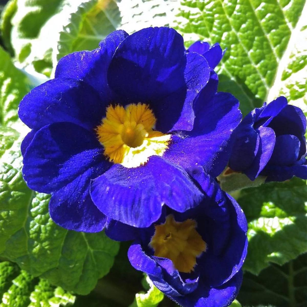 Navy Blue Primula Flower Seeds for Planting Heirloom, Non-GMO, High Germination Garden Seeds