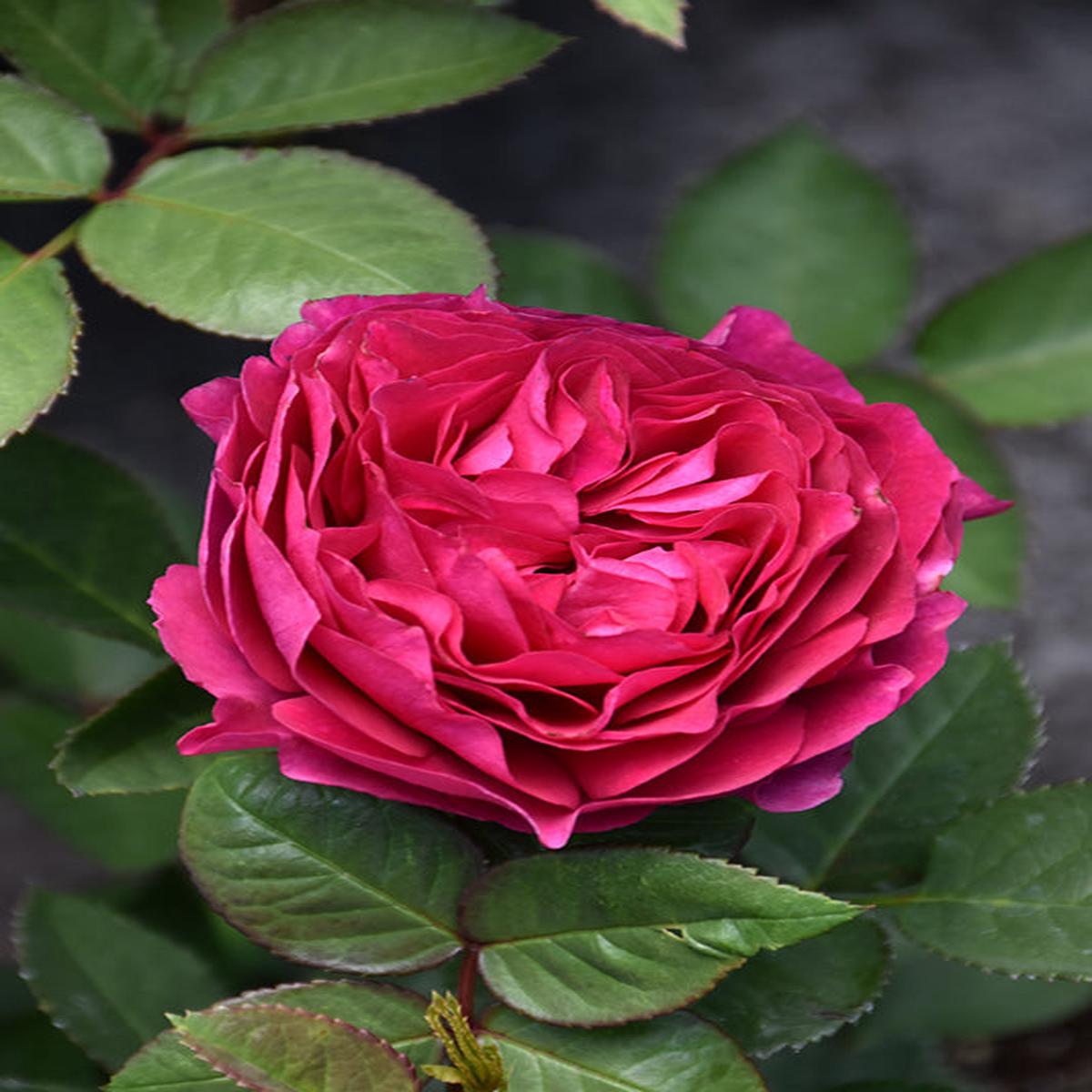 Pink Ruby Rose Flower Seeds for Planting Heirloom Non-GMO High Germination Organic Garden Seeds