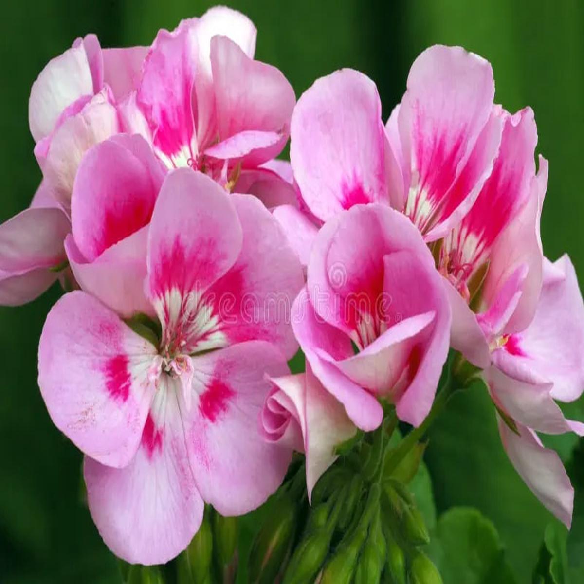Pink White Geranium Flower Seeds for Planting Heirloom, Non-GMO, High Germination Organic Garden Seeds