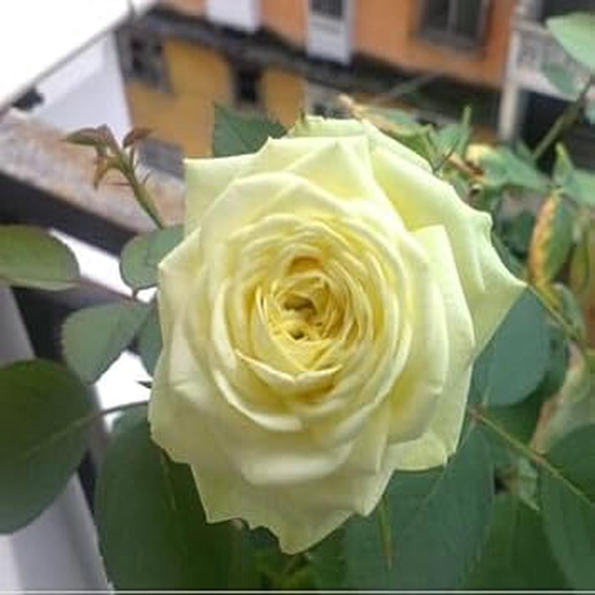 Rose Tree Flower Seeds for Planting Heirloom, Non-GMO, High Germination Organic Garden Seeds