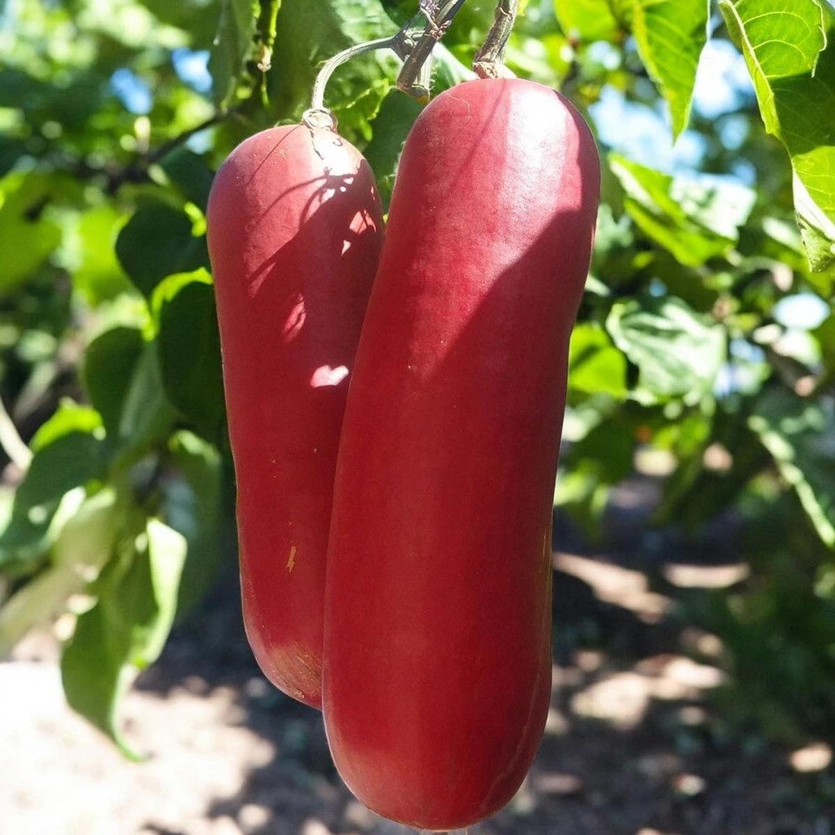 Sicana Odorifera Seeds for Planting Heirloom, Non-GMO, Rare Tropical Melon Vegetable