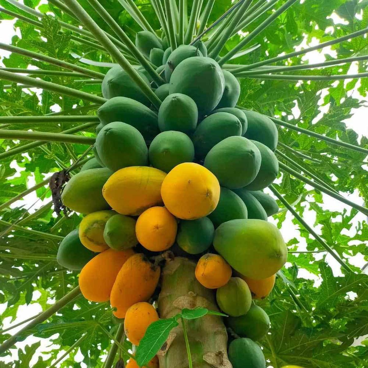 Taiwan Red Lady Papaya fruit seeds for planting - Heirloom & Non-GMO Garden seeds