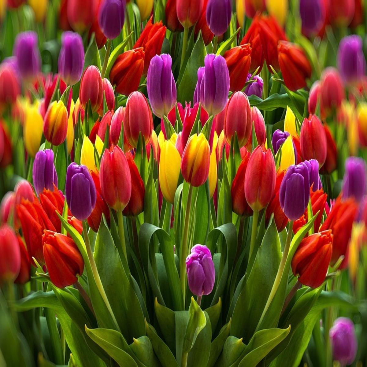 Tulip Flower Seeds for Planting Heirloom, Non-GMO, High Germination, Organic Garden Seeds
