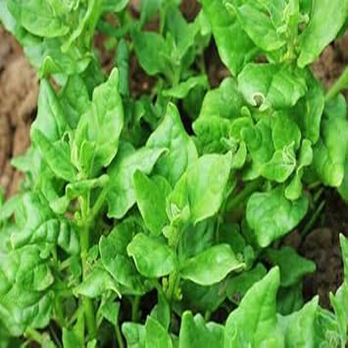 Zealand Vegetable Seeds for Planting Heirloom & Non-GMO Seeds for Versatile Home Gardens