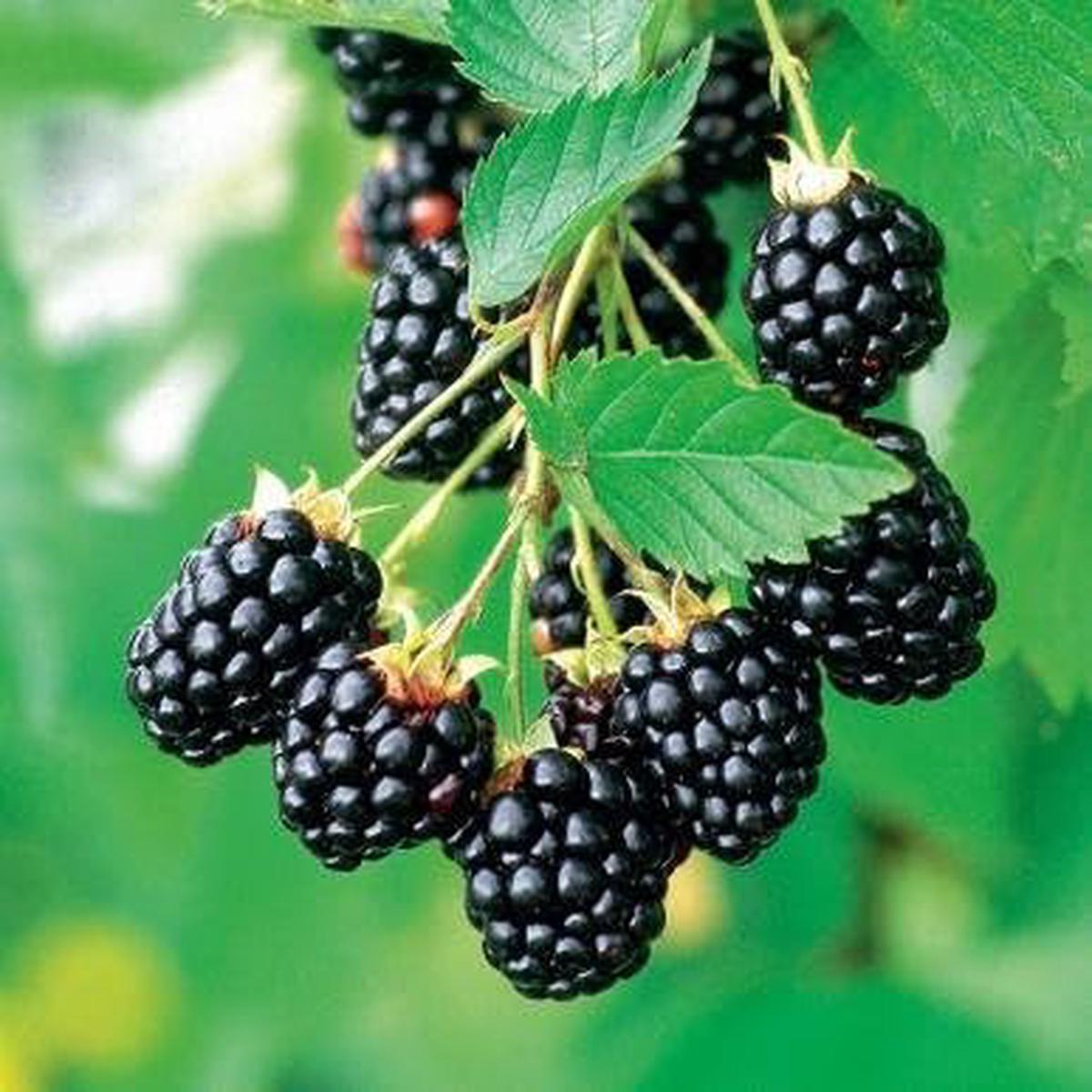 Blackberry Arapaho Seeds  Thornless, Heirloom, Non-GMO, High-Yield for Garden Planting