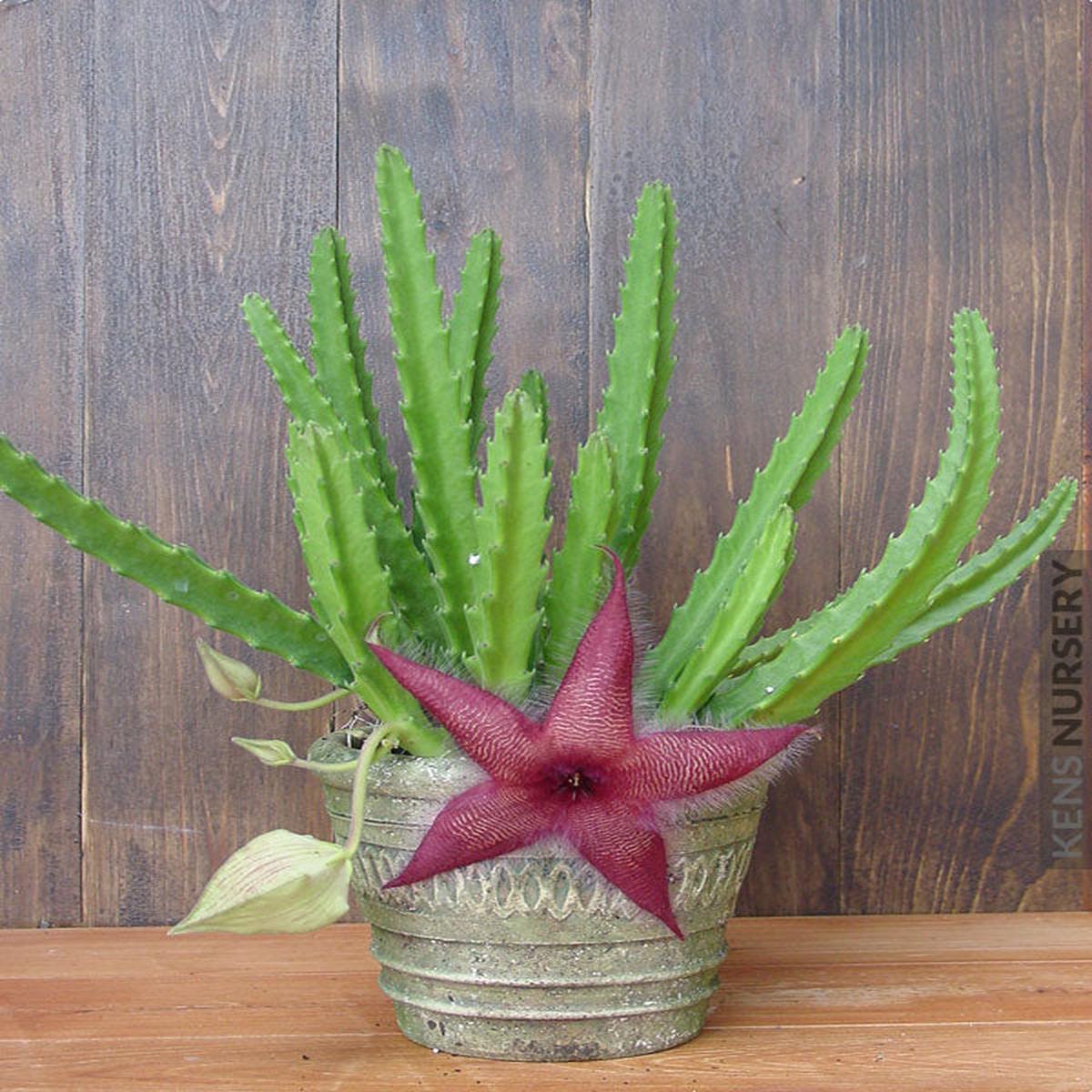 Burgundy Stapelia Seeds for Planting Heirloom, Non-GMO, Fragrant Blossoms, High Germination