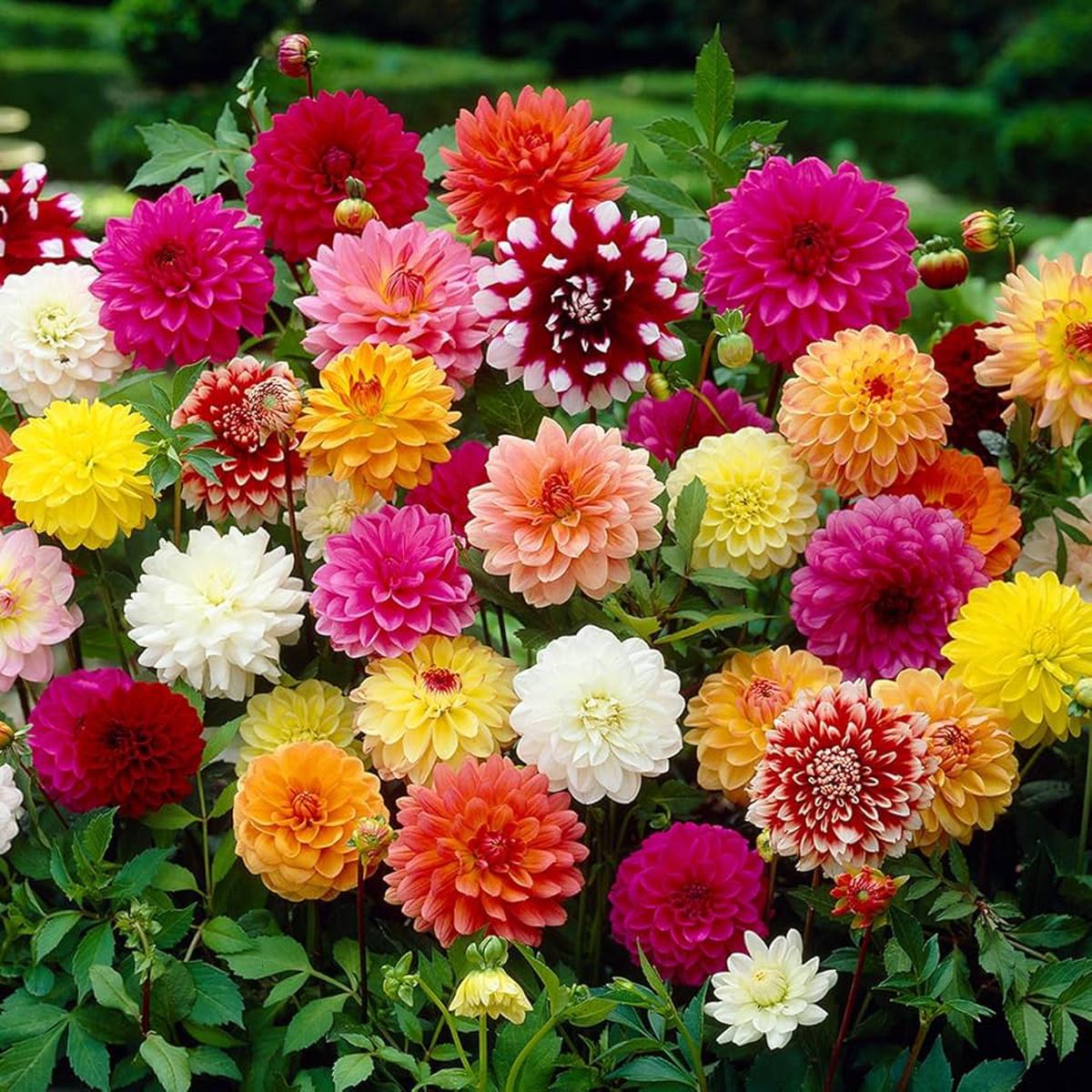 Dahlia Opera Mix Flower Seeds for Planting Pollinator Friendly, Heirloom, Non-GMO