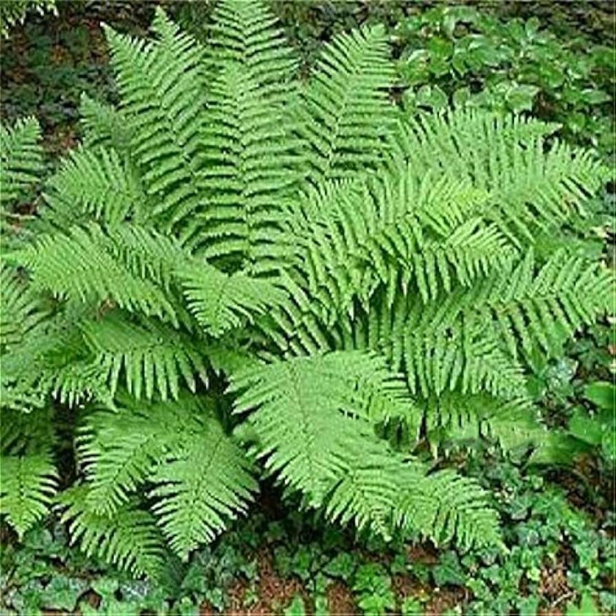 Fern Bracken Flower Seeds Heirloom Non-GMO Hardy Plants for Garden Borders & Landscaping