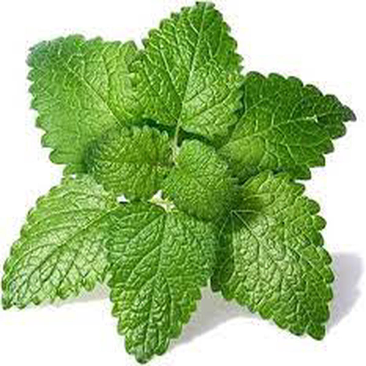 Green Lemon Mint Herb Seeds for Planting  Heirloom, Non-GMO, Organic Garden Seeds with High Germination