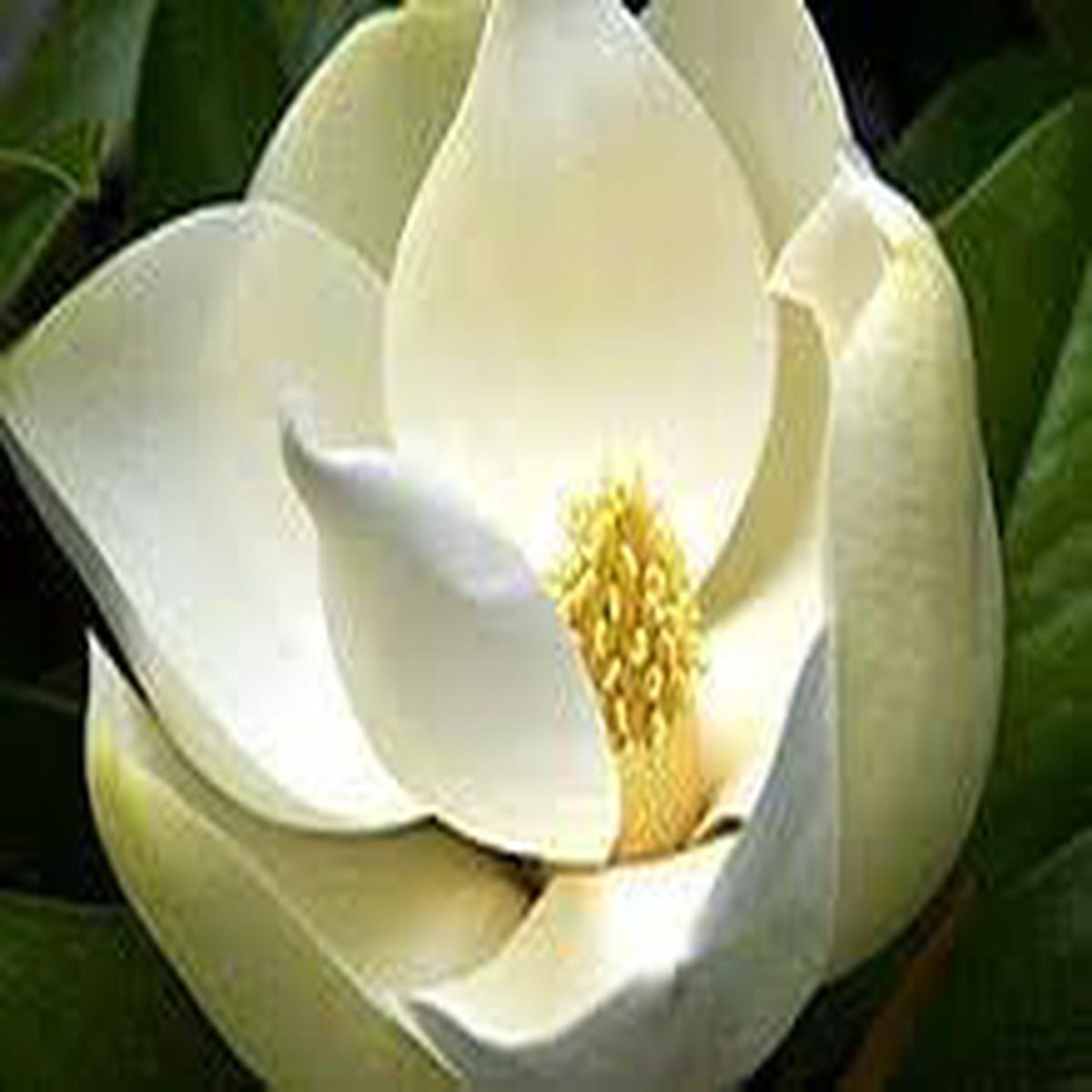 Heirloom Magnoliaceae Flower Seeds Non-GMO, High Germination Organic Garden Seeds
