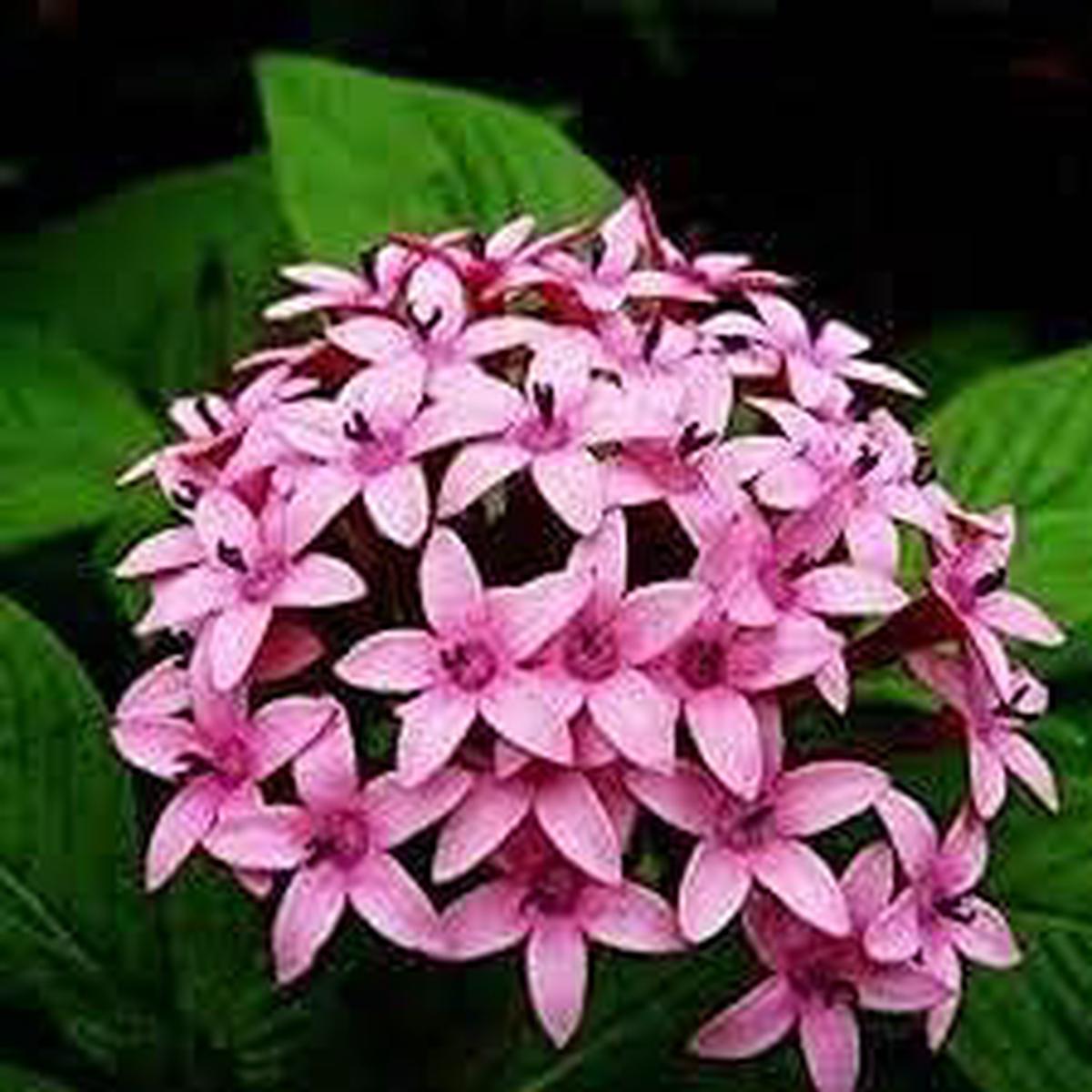 Pentas Lanceolata Flower Seeds Heirloom Non-GMO Cut Flower for Garden Planting
