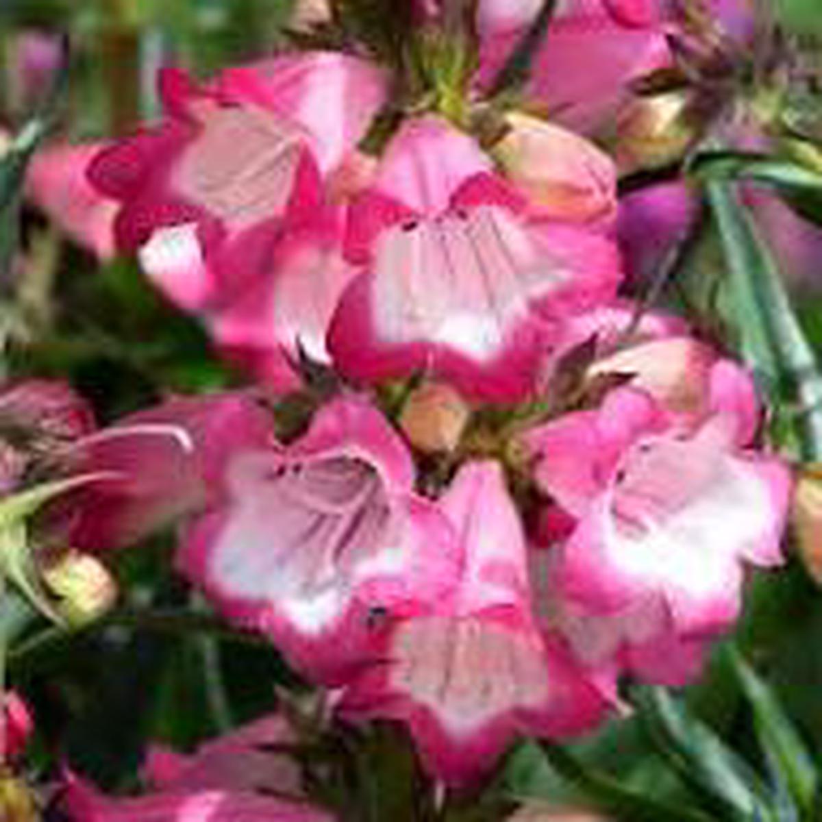 Pink Penstemon Strictus Flower Seeds for Planting Heirloom, Non-GMO, High