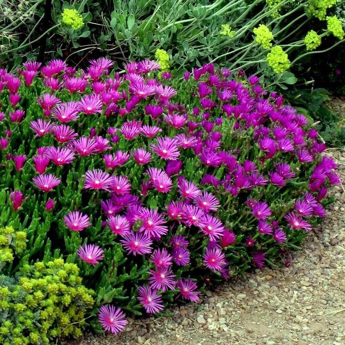 Purple Delosperma Cooperi Seeds Heirloom, Non-GMO, Shade Tolerant