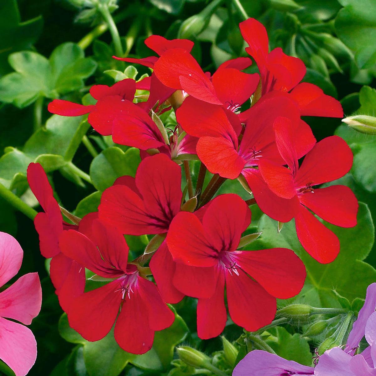 Red Pelargonium Peltatum Flower Seeds for Planting Heirloom, Non-GMO, Hardy High Germination Seeds