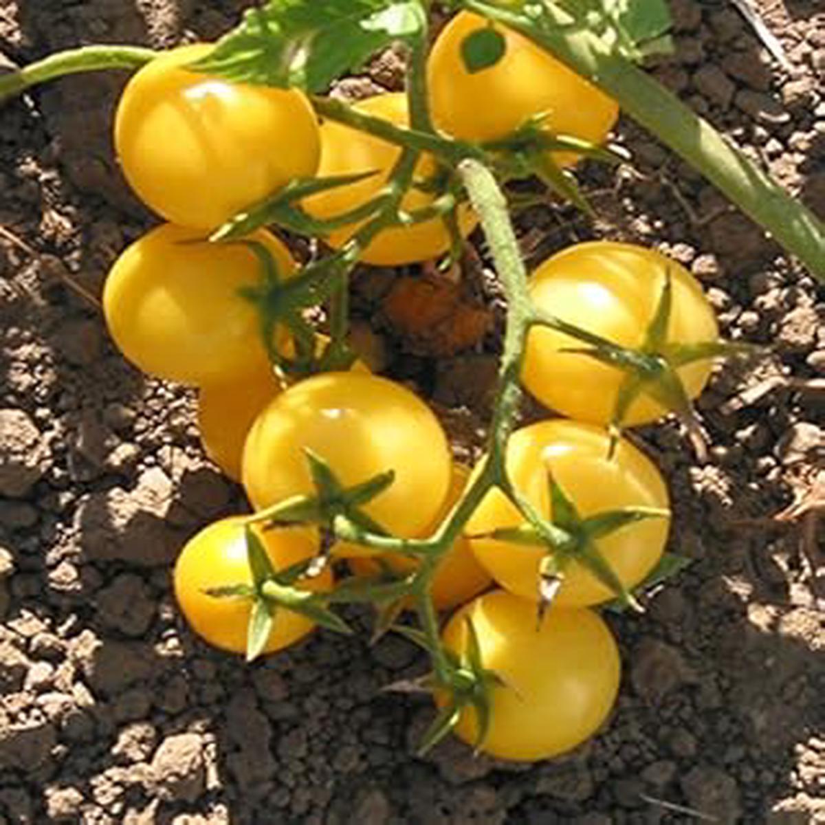 Yellow Cherry Tomato Seeds for Planting  Heirloom, Non-GMO, Organic Garden Seeds, High Germination, Vibrant Sweet Garden Snacks