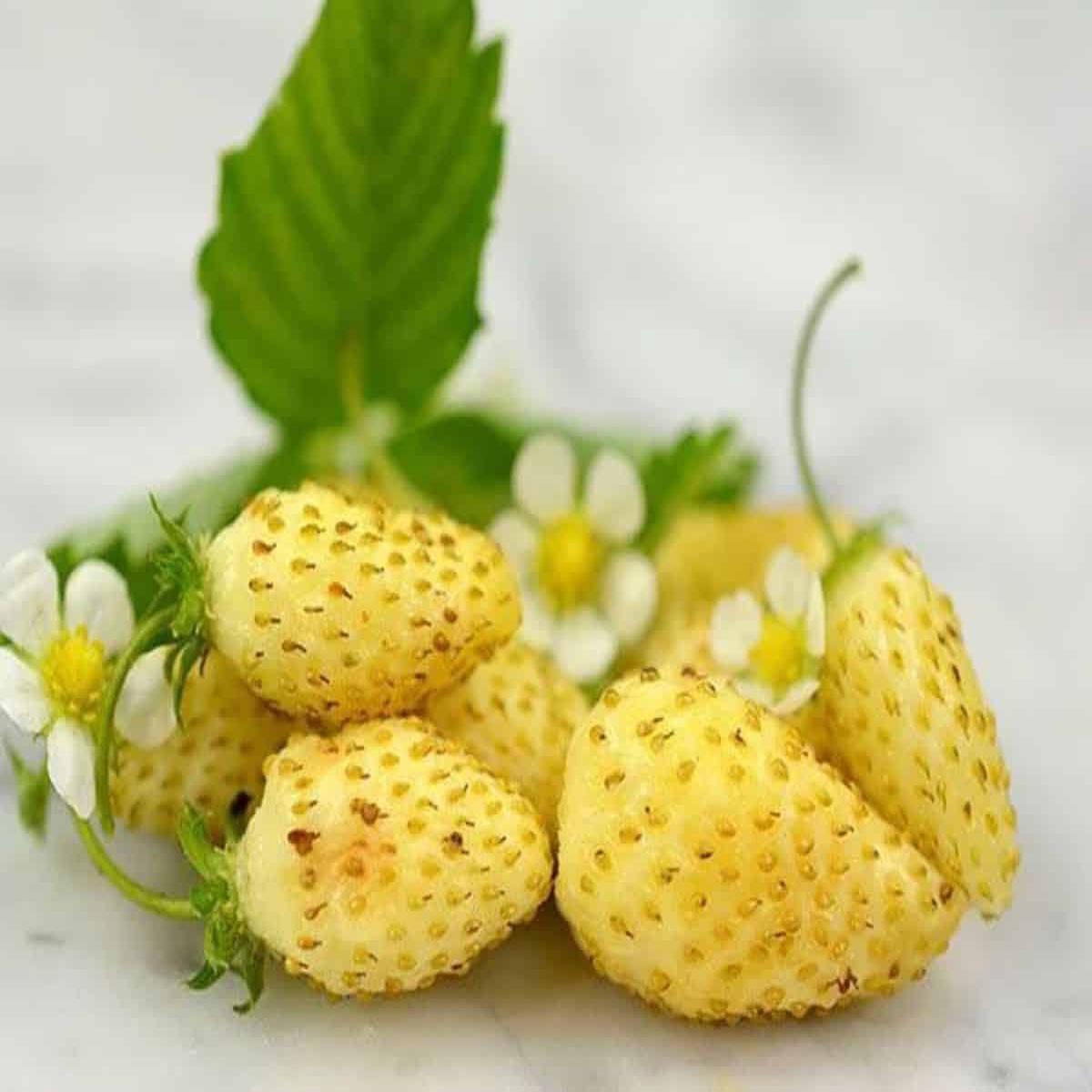 Yellow Strawberry Seeds for Planting - Rare Berries, Heirloom, Non-GMO Organic Garden Seeds for Unique Edible Gardens