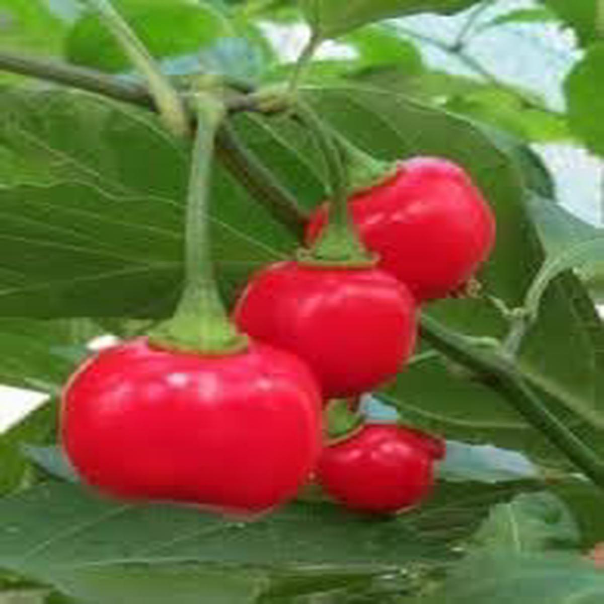 Aji Cochabamba Chili Seeds for Planting  Heirloom, Non-GMO, 100 Pcs  Flavorful Heat for Sauces & Organic Gardens