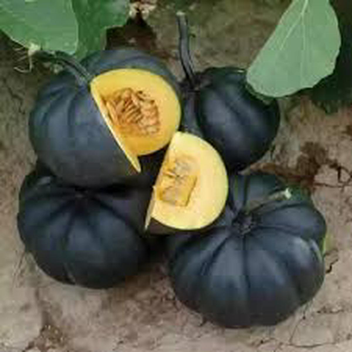 Black Pumpkin Vegetable Seeds for Planting  Heirloom & Non-GMO Garden Seeds for Edible & Ornamental Use