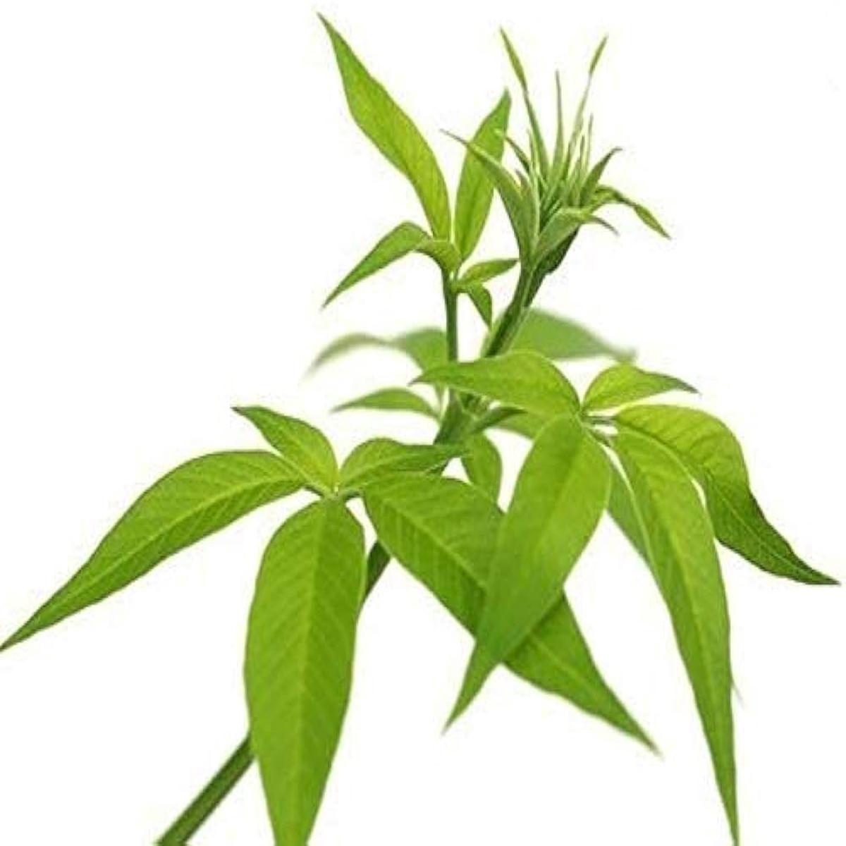 Brown Nirgundi Herb Seeds Heirloom, Non-GMO Seeds for Garden Planting with Rich Aroma