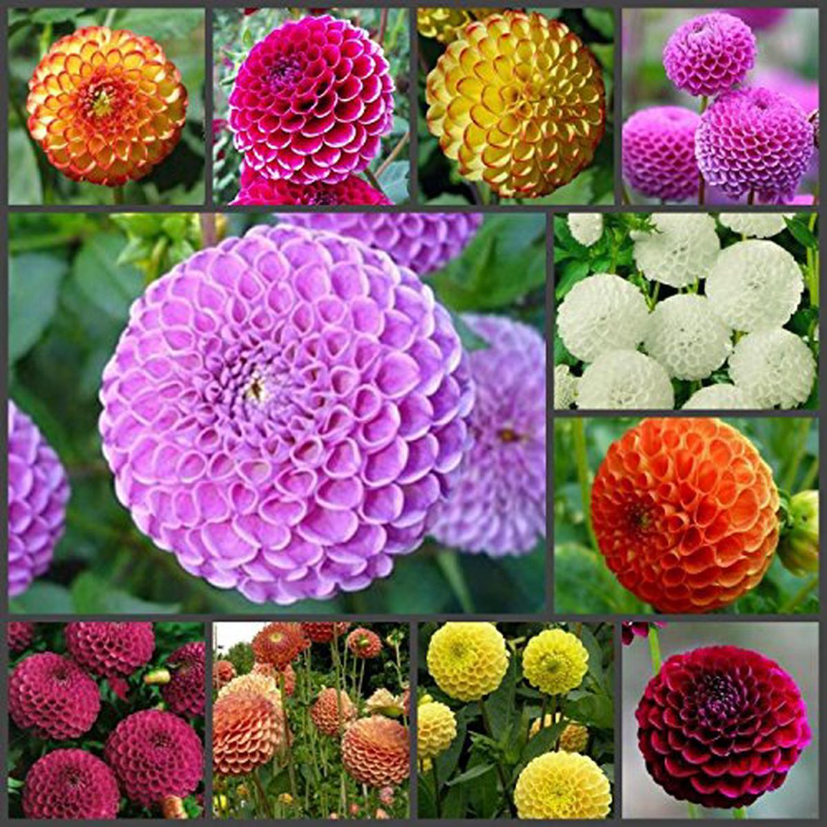 Dahlia Pinnata Flower Seeds  Heirloom, Non-GMO Vibrant Garden Blooms