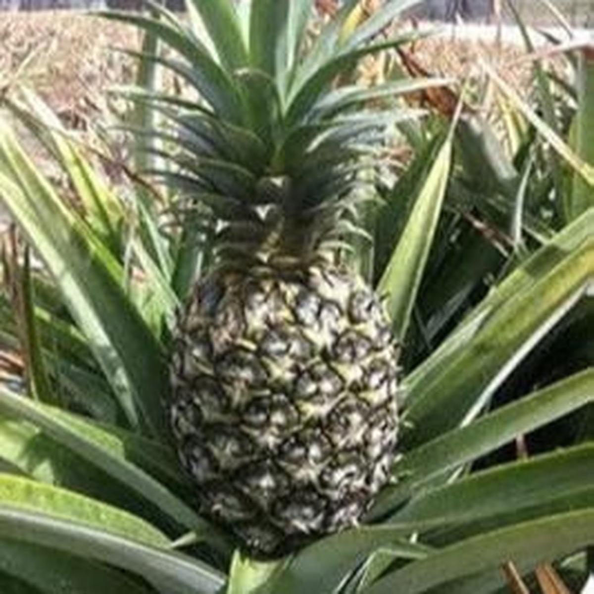 Green Pineapple Fruit Seeds for Planting - Heirloom & Non-GMO Garden Seeds