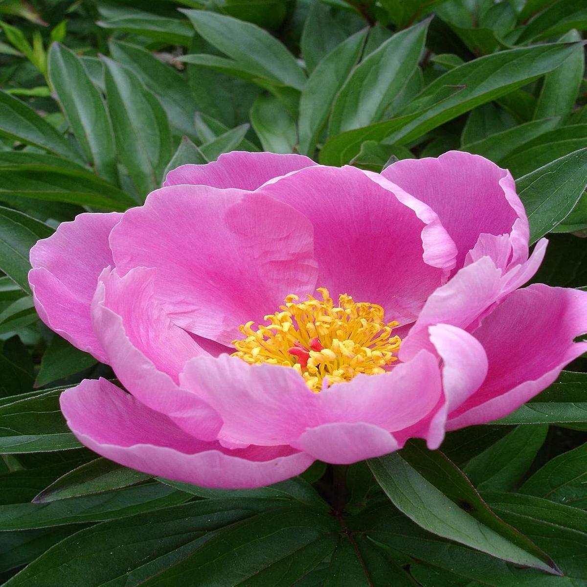 Lactiflora Flower Seeds for Planting Elegant, Fragrant Blooms for Gardens