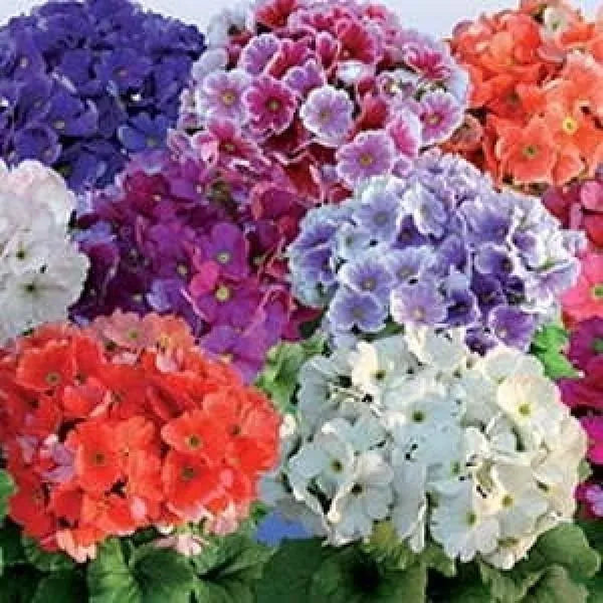 Obconica Flower Seeds for Planting Heirloom, Non-GMO, High Germination Organic Garden Seeds