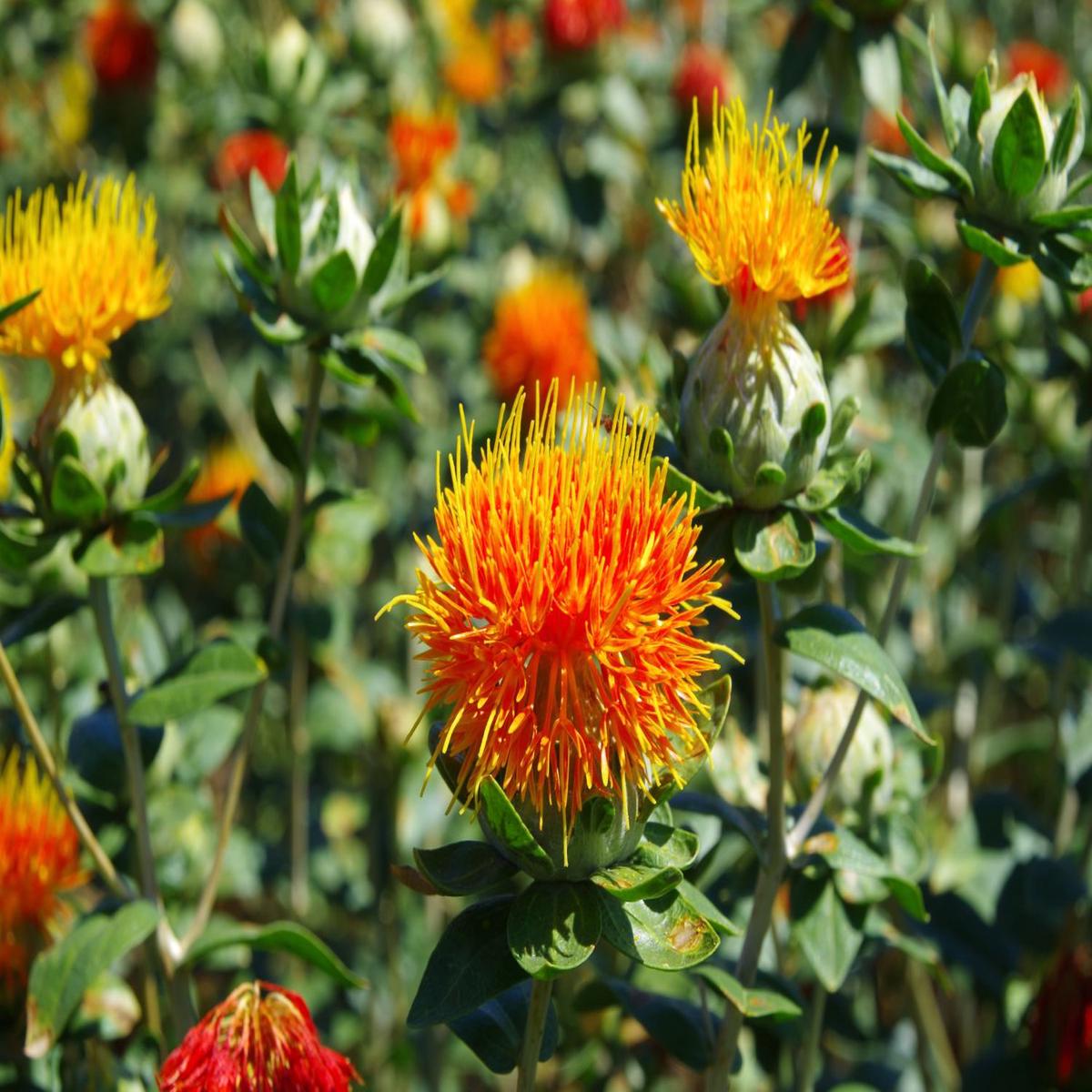 SafFlower Seeds for Planting Heirloom Non-GMO, High Germination Organic Garden Seeds