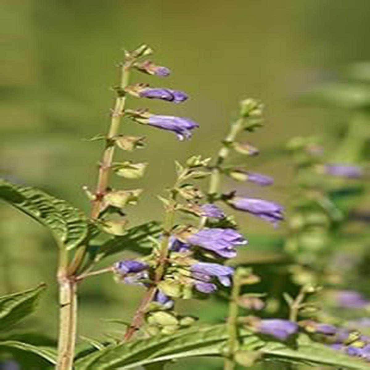 Scutellaria Lateriflora Herb Seeds  Heirloom, Non-GMO Easy Care Seeds for Garden Planting