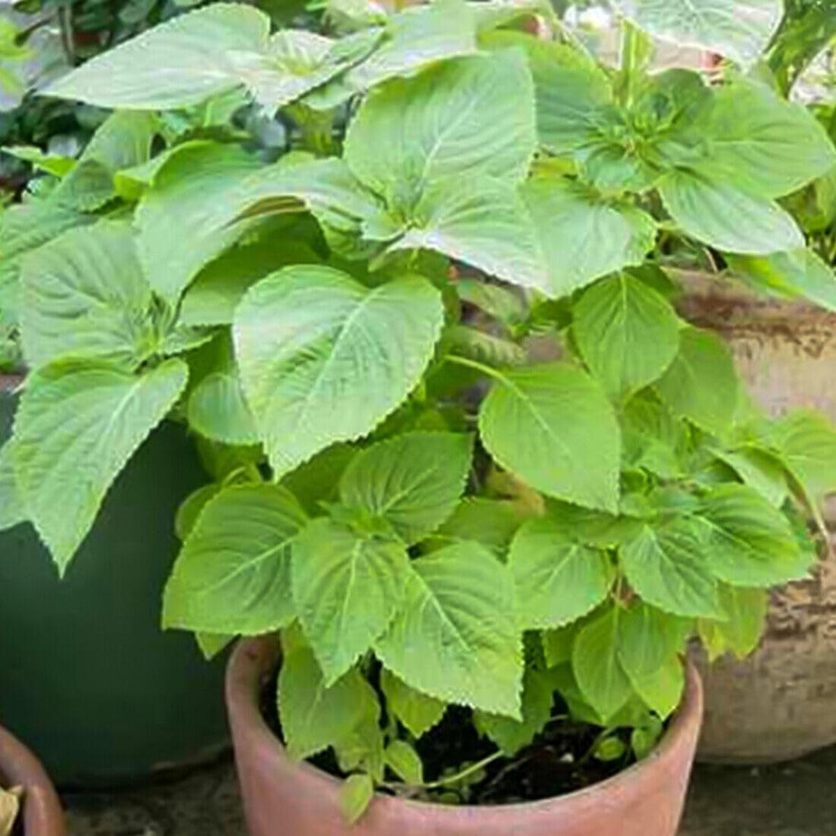Shiso Herb Seeds for Planting  Heirloom, Non-GMO, Organic Garden Seeds with High Germination for Culinary Use