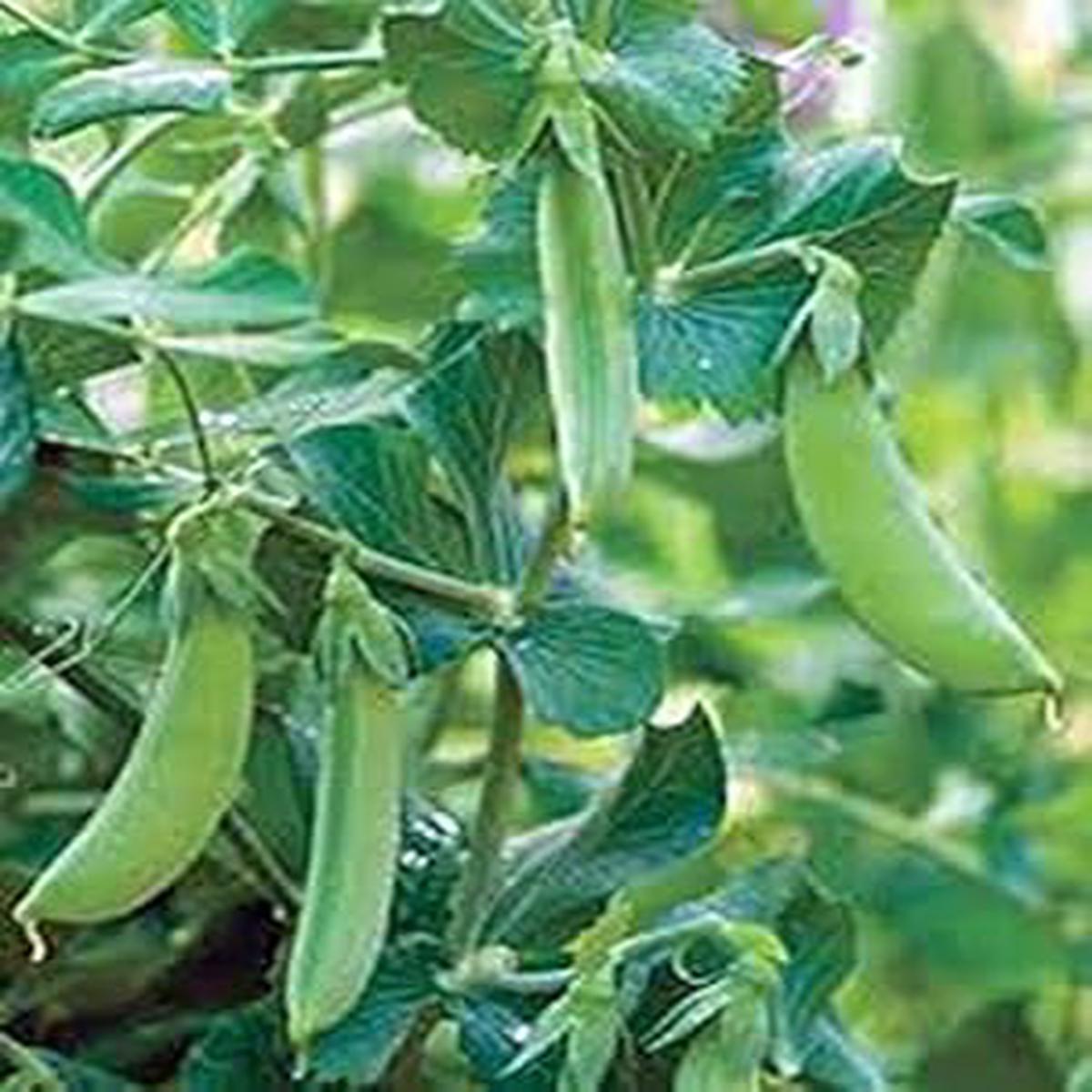 Vegetable Seeds for Planting Non-GMO Heirloom Organic Garden Seeds Mix for Home Gardens
