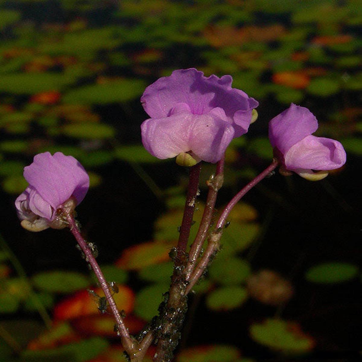 Violet Utricularia Flower Seeds for Planting Heirloom Non-GMO, High Germination Organic Garden Seeds