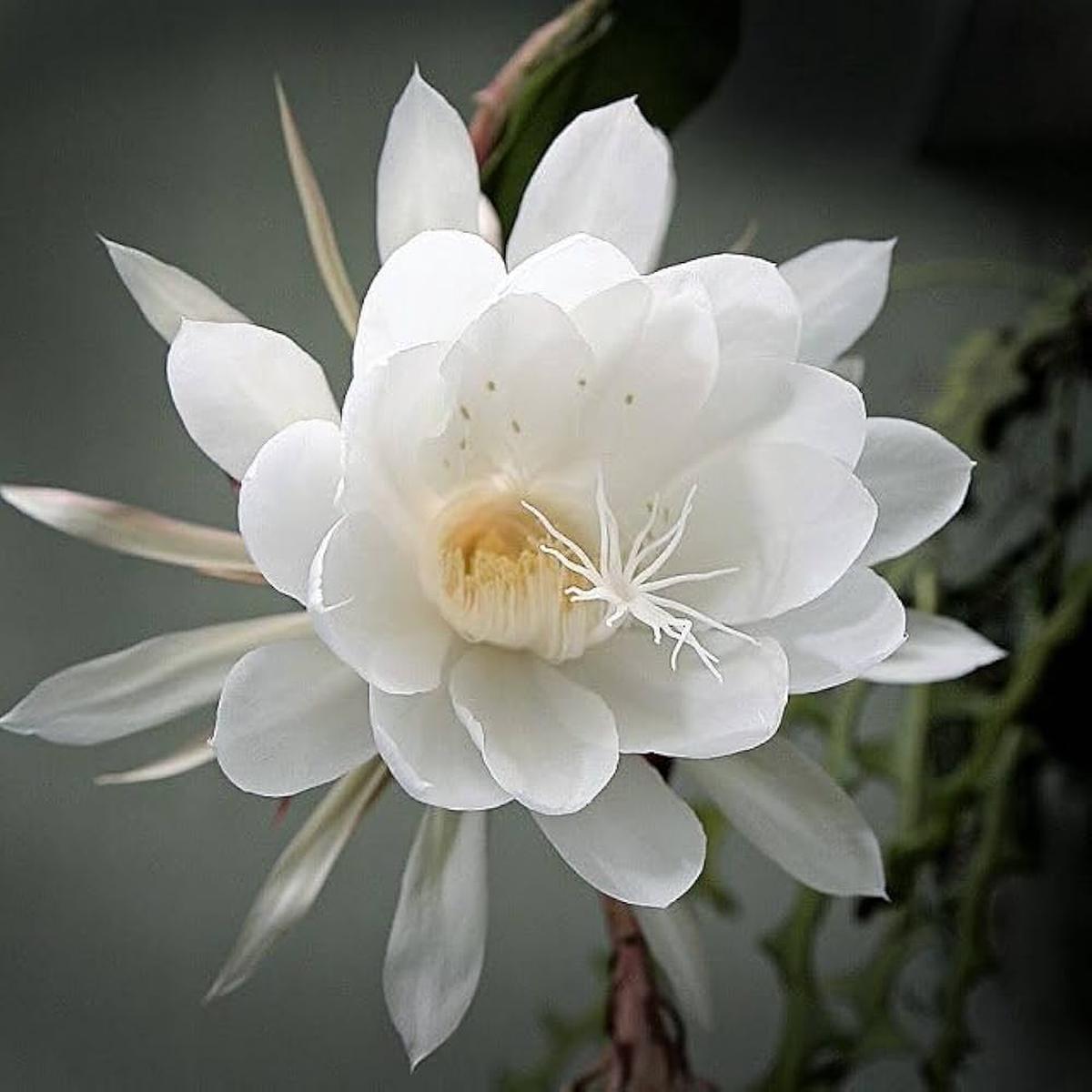 White Epiphyllum Oxypetalum Seeds Heirloom, Non-GMO, Cottage Garden Essential