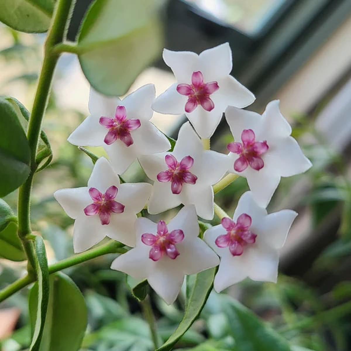 White Pink Hoya Flower Seeds for Planting Premium Heirloom Non-GMO High Germination Seeds