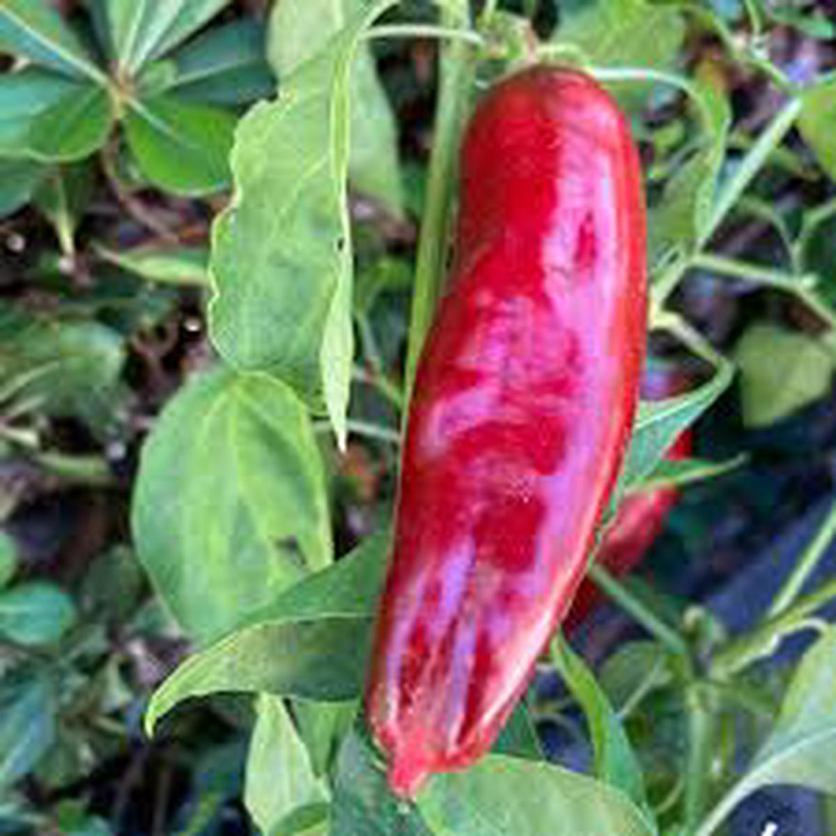 Aleppo Pepper Seeds for Planting Heirloom, Non-GMO, Smoky Culinary Organic Garden Seeds High Germination