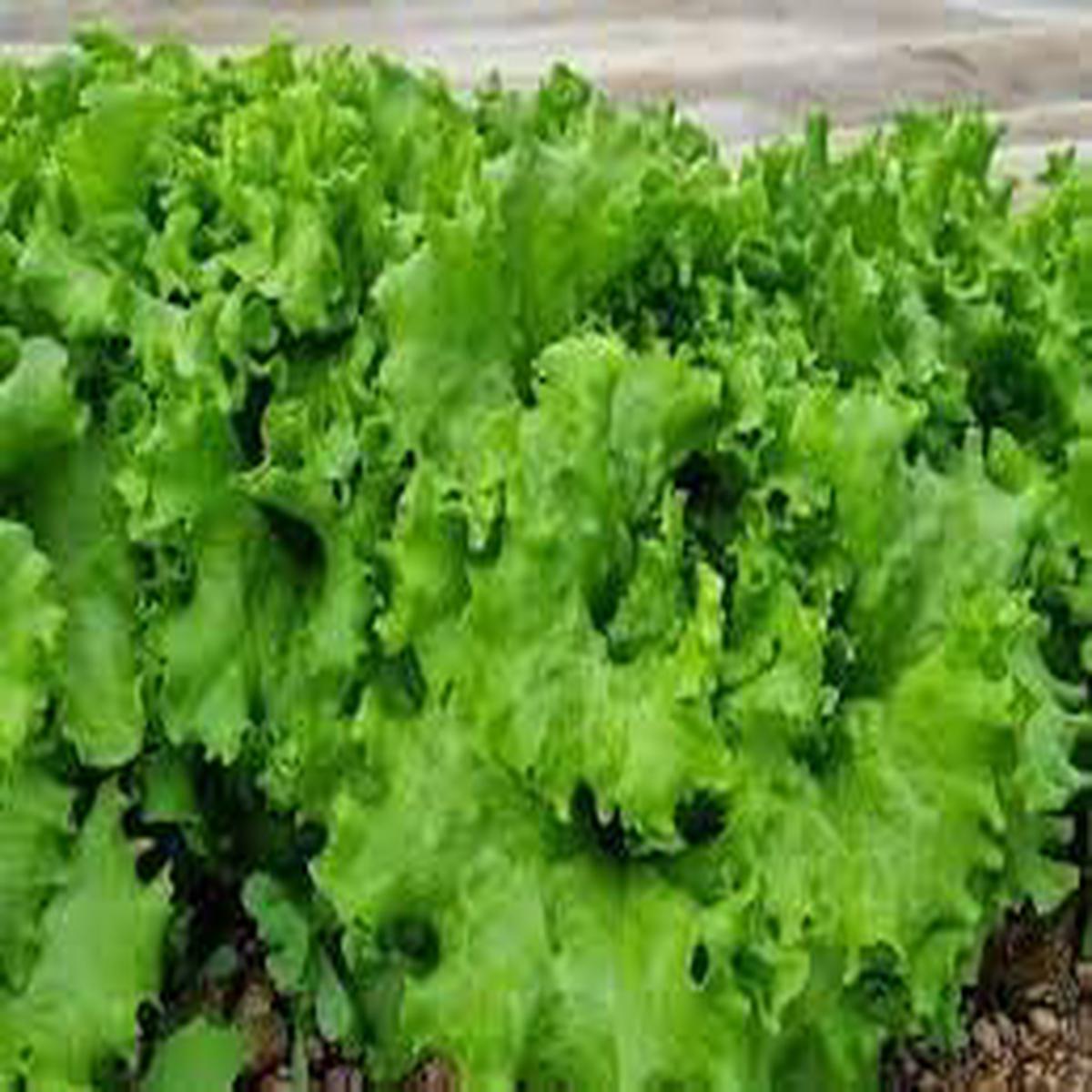 Batavia Herb Seeds  Heirloom, Non-GMO Flavorful Herb Seeds for Garden Planting