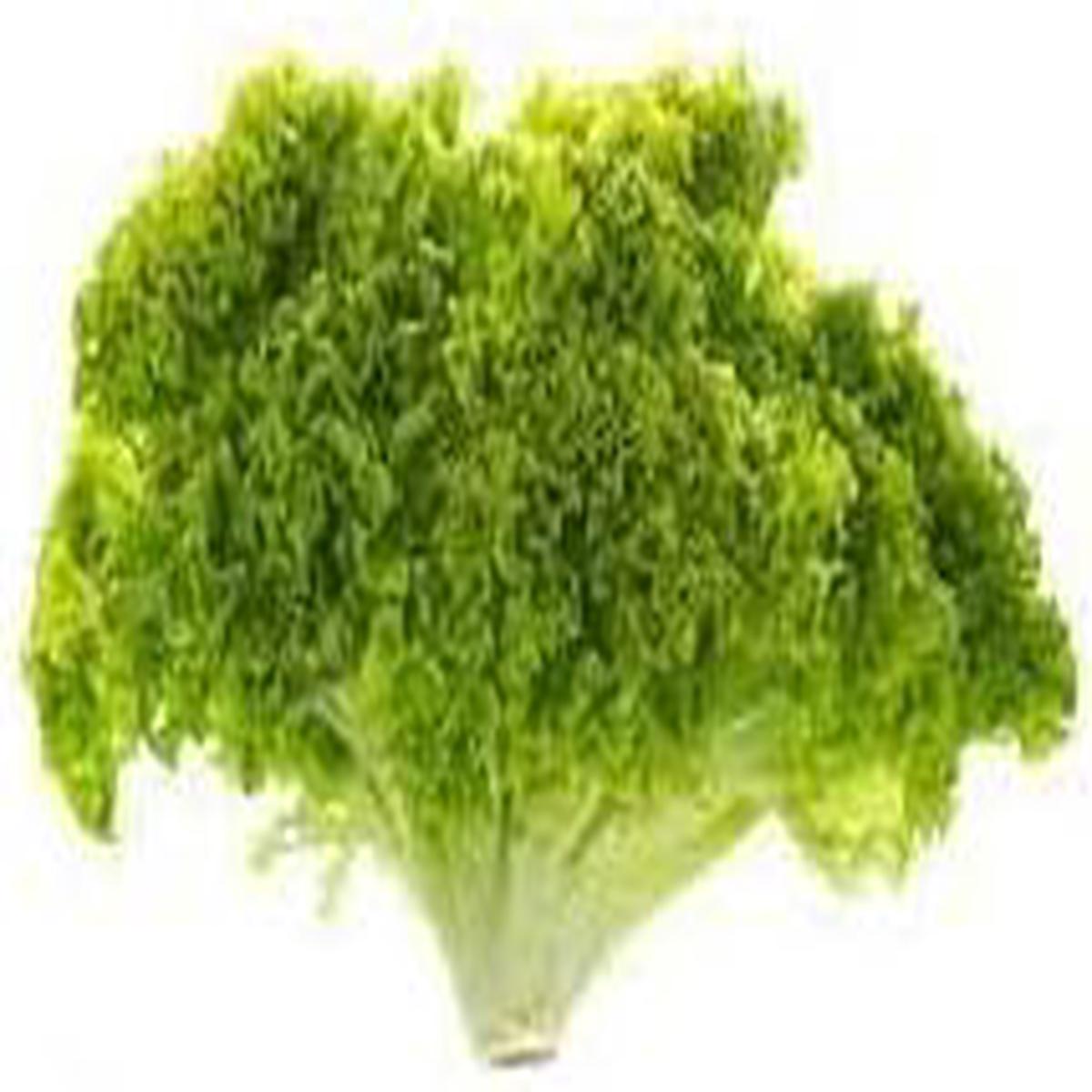 Batavia Lettuce Seeds for Planting  Heirloom Non-GMO Crunchy Salad Greens  Organic Garden Seeds