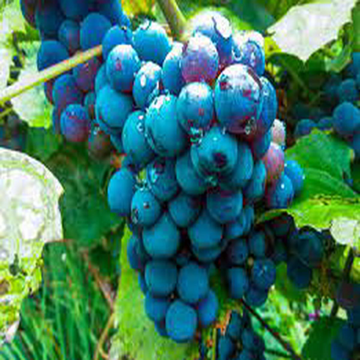 Blue Indigo Grape Seeds for Planting Heirloom, Non-GMO for Classic Fruit-Bearing Vines