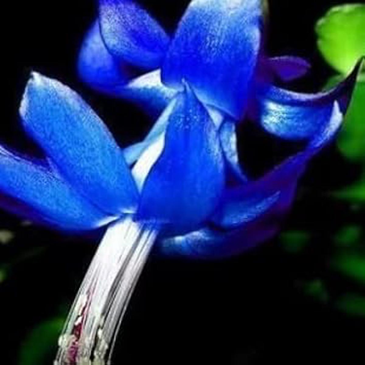 Blue Zygocactus Flower Seeds for Planting Heirloom, Non-GMO, Organic Garden Seeds, High Germination