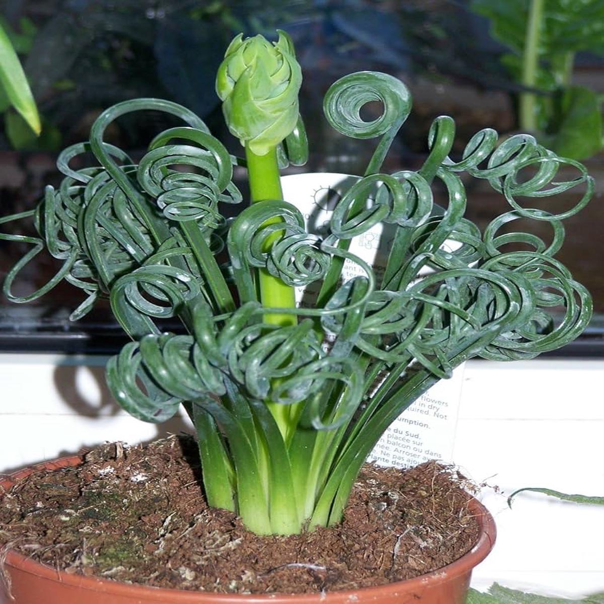 Curly Twisted Plant Seeds for Planting Heirloom, Non-GMO, High Germination Organic Garden Seeds