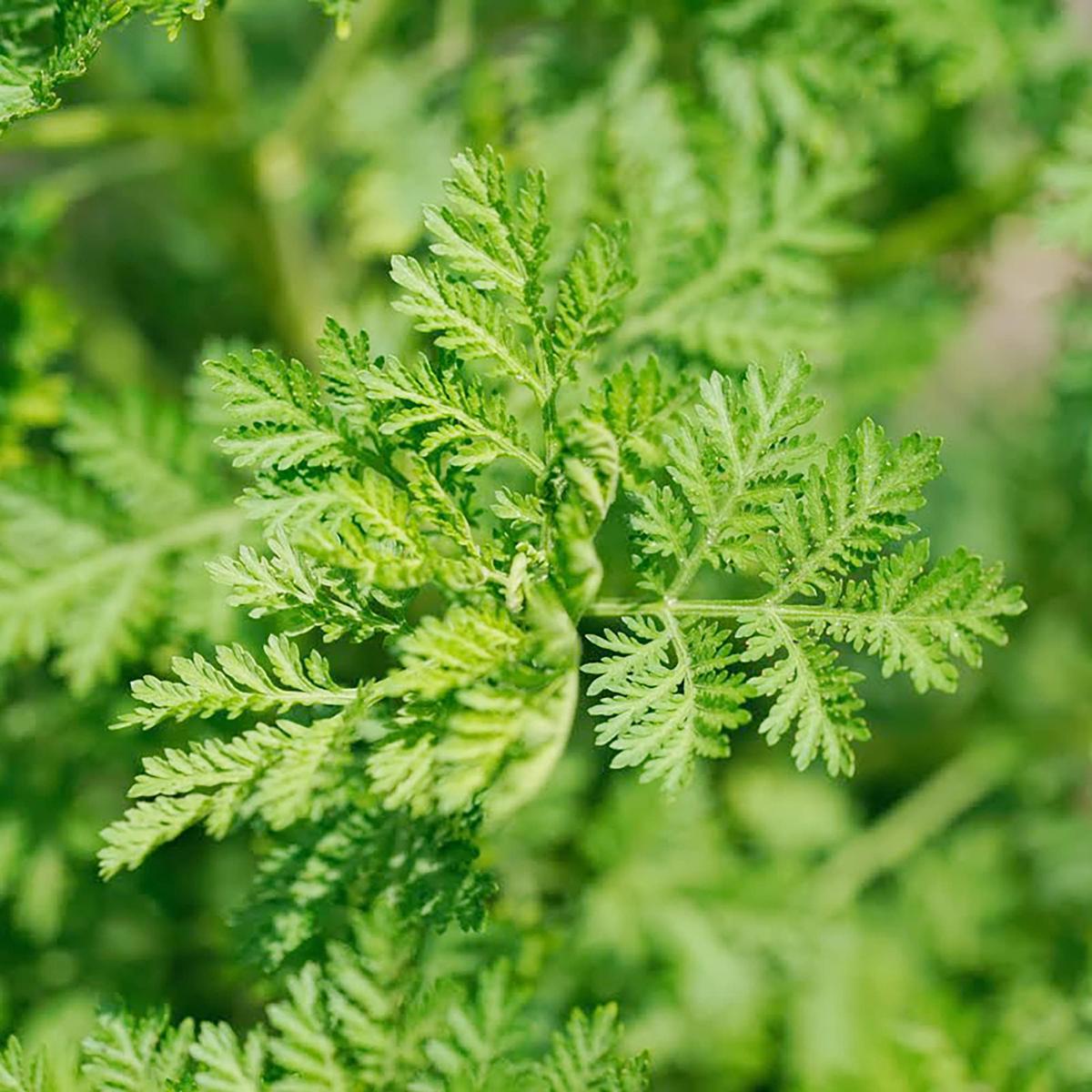 Green Annie Herb Seeds for Planting Heirloom, Non-GMO Sun-Loving Seeds for Vibrant Gardens